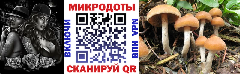 дарнет шоп  Тимашёвск  Псилоцибиновые грибы MAGIC MUSHROOMS 